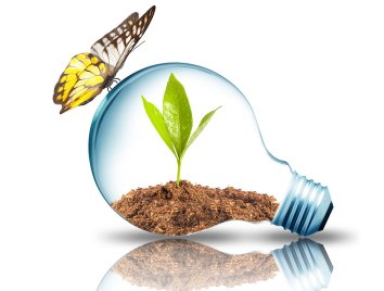 Borboleta com Foco de Energia e Planta